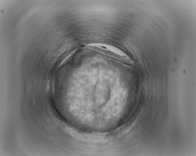 X0000088830032200706281807