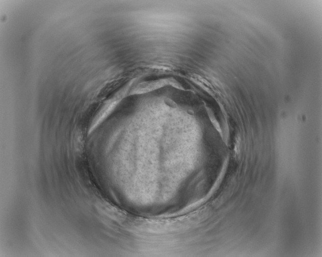 X0000088830037200706281807