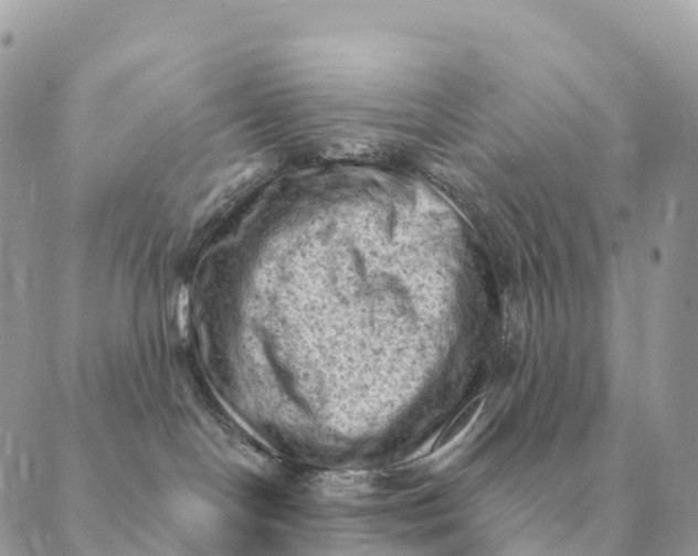 X0000088830094200706281807