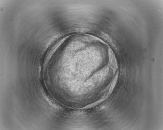 X0000088830110200706281806