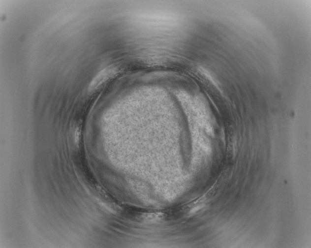 X0000088830124200706281805