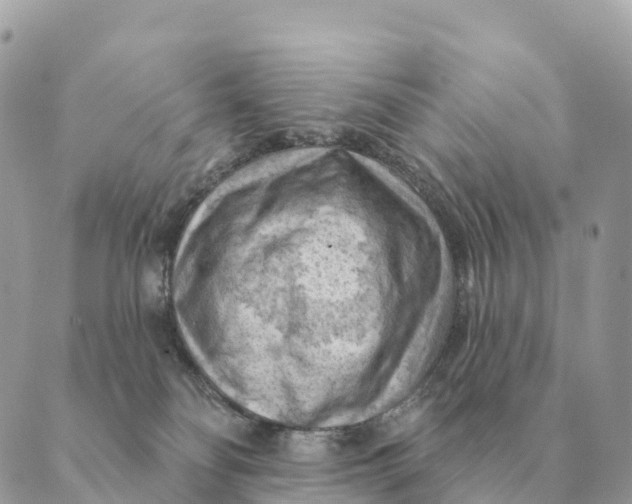 X0000088830134200706281805