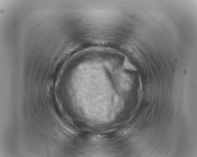 X0000088830229200706281804