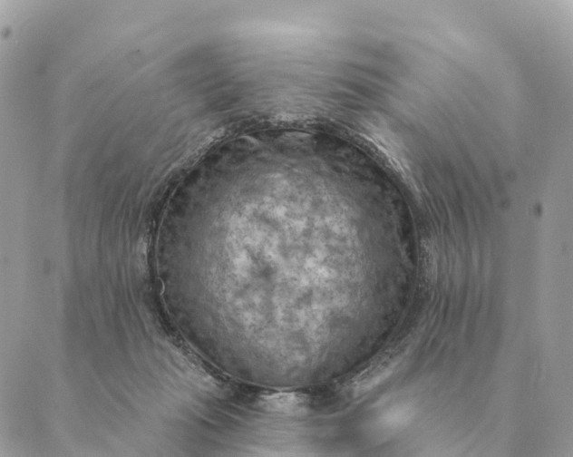 X0000088830269200706281803