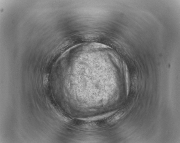 X0000088830278200706281803