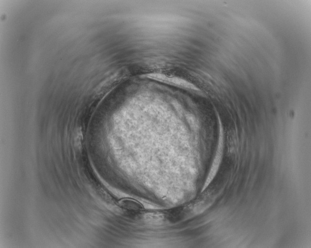 X0000088830279200706281803