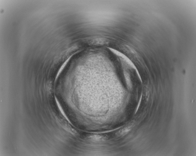 X0000088830326200706281802