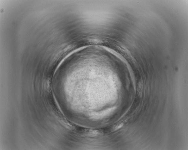 X0000088830330200706281802