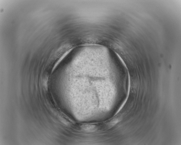 X0000088830334200706281802