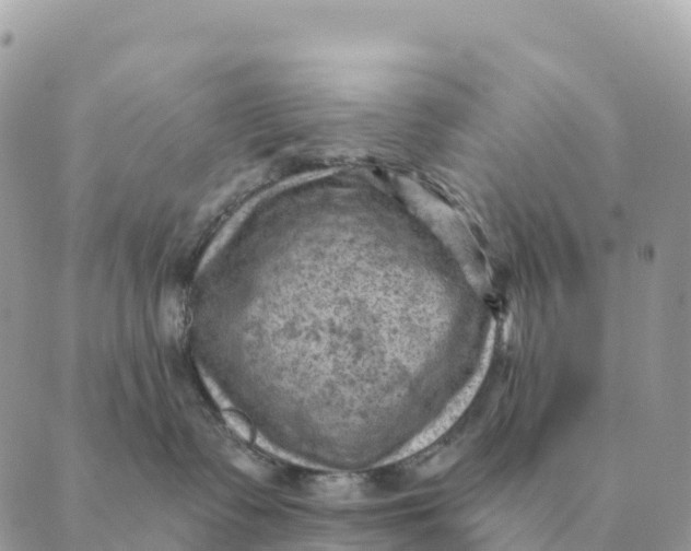 X0000088830335200706281802