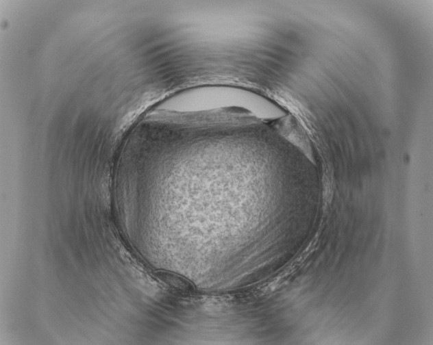 X0000088830345200706281801