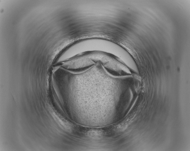 X0000088830350200706281801