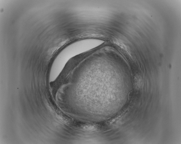 X0000088830358200706281802