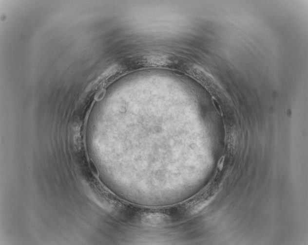 X0000088830360200706281802