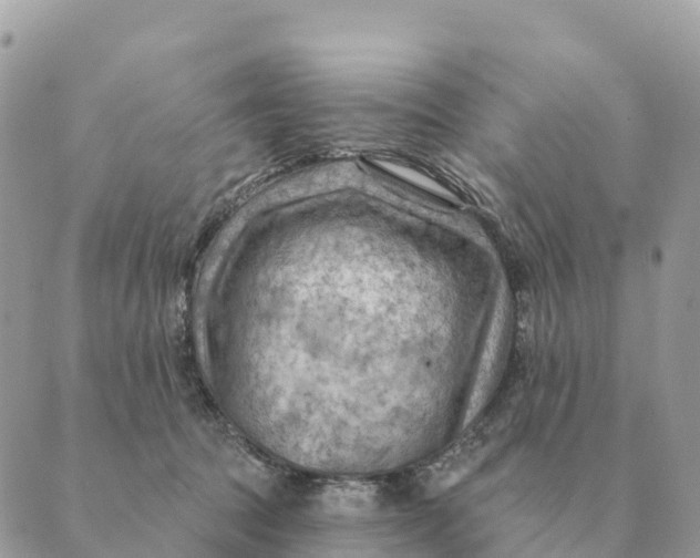 X0000088830369200706281802