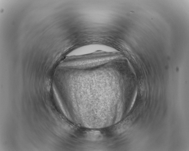 X0000088830374200706281802