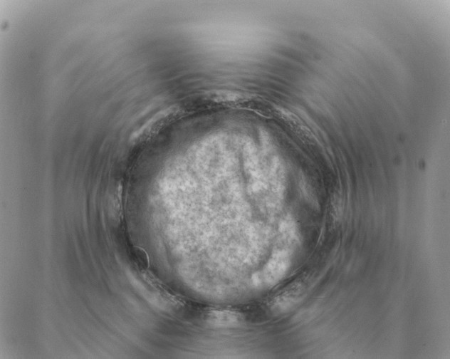 X0000088830376200706281802