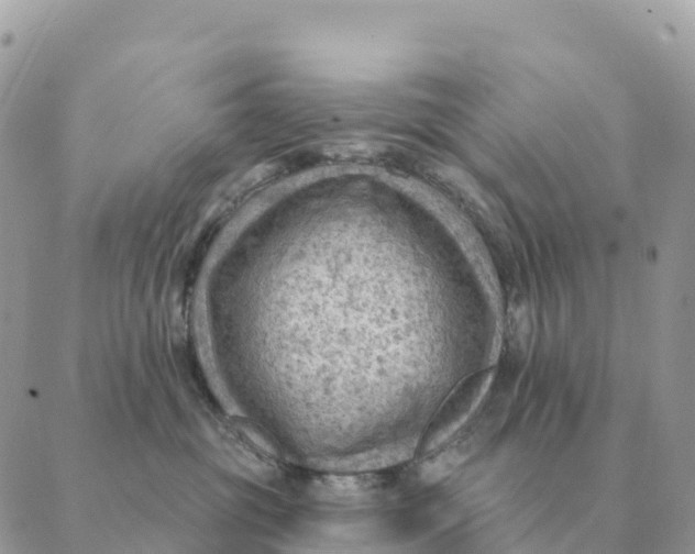 X0000088830381200706281802