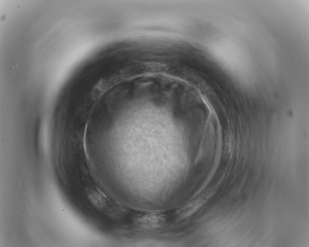 X0000088830383200706281802