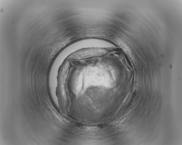 X0000088830401200706281801