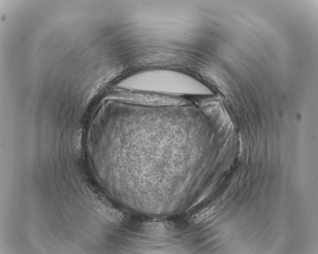 X0000088830404200706281801