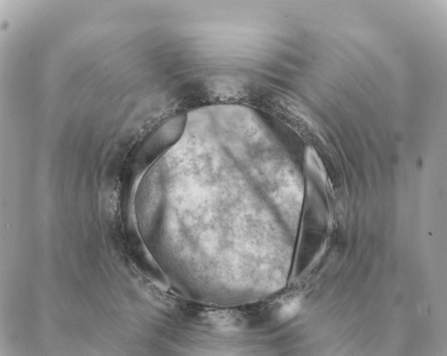 X0000088830417200706281801