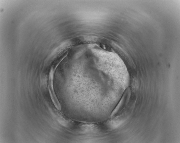 X0000088830428200706281800