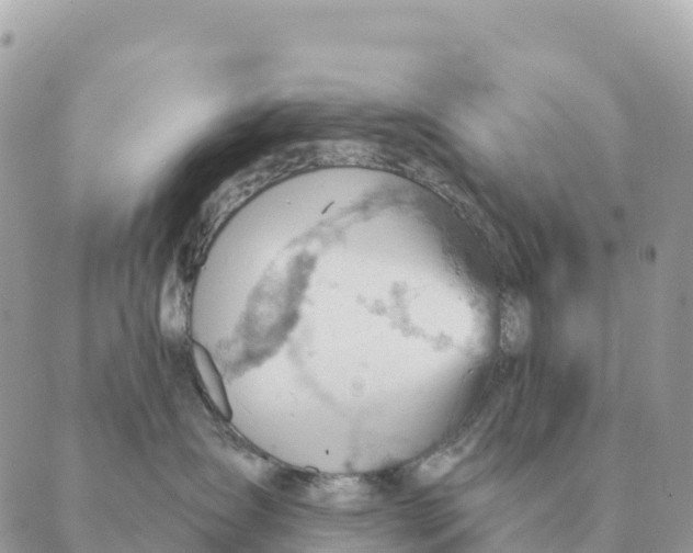 X0000088830431200706281800