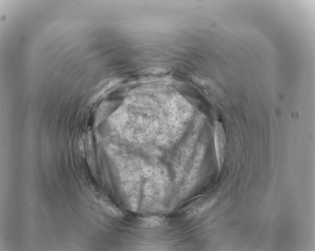 X0000088830432200706281800