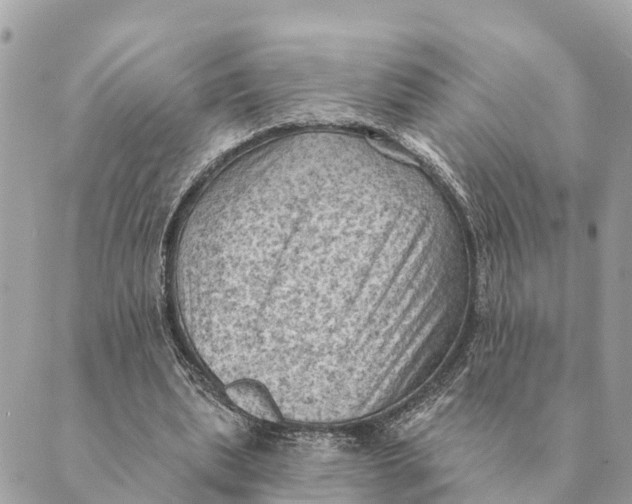 X0000088830439200706281800