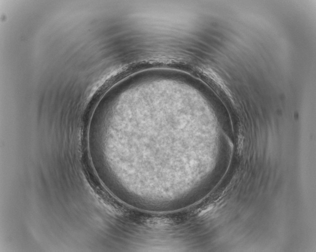 X0000088830444200706281800