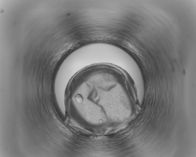 X0000088830452200706281800