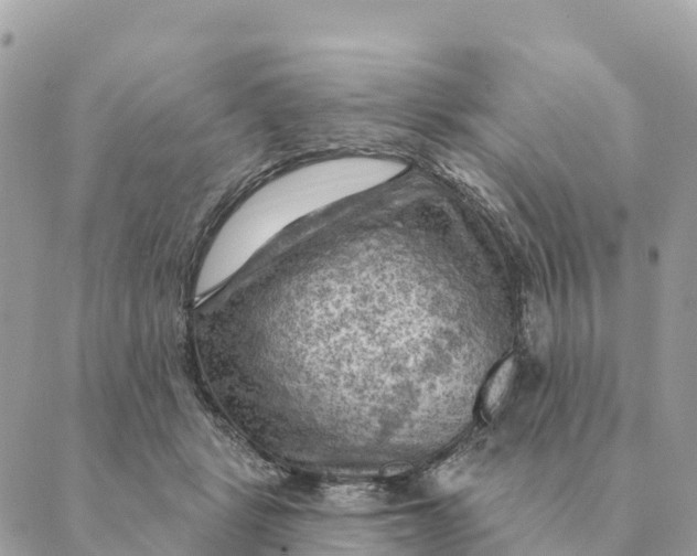 X0000088830461200706281800