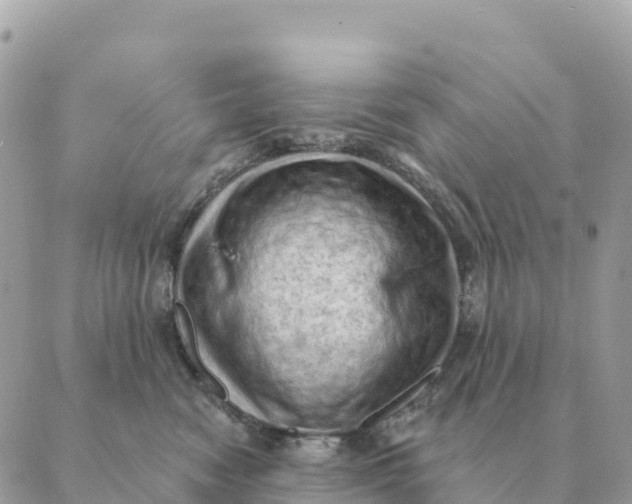 X0000088830474200706281800