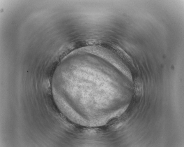 X0000088830523200706281759