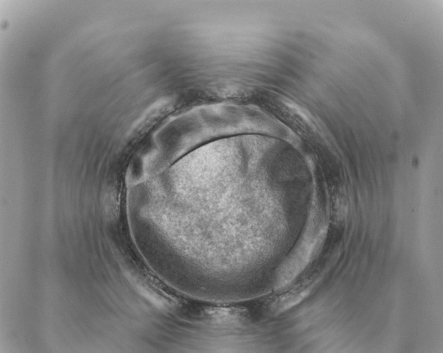 X0000088830558200706281759