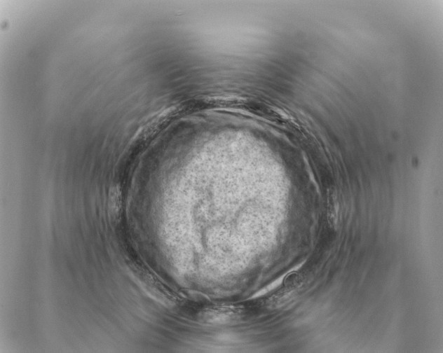 X0000088830563200706281759