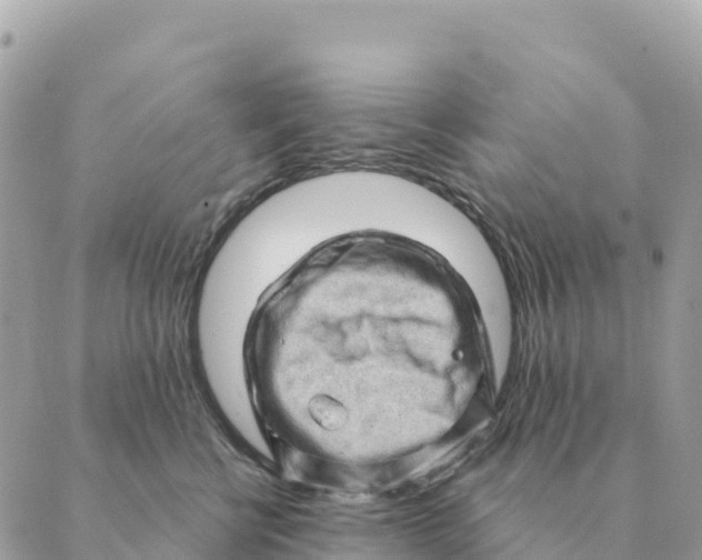 X0000088830570200706281759