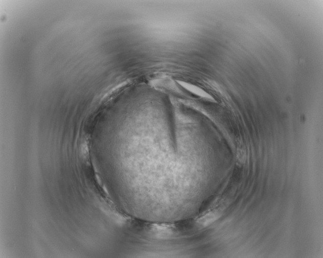 X0000088830573200706281759