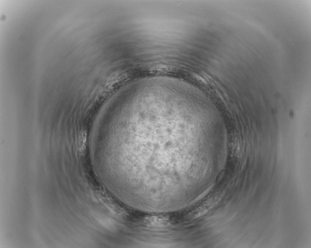 X0000088830660200706281757