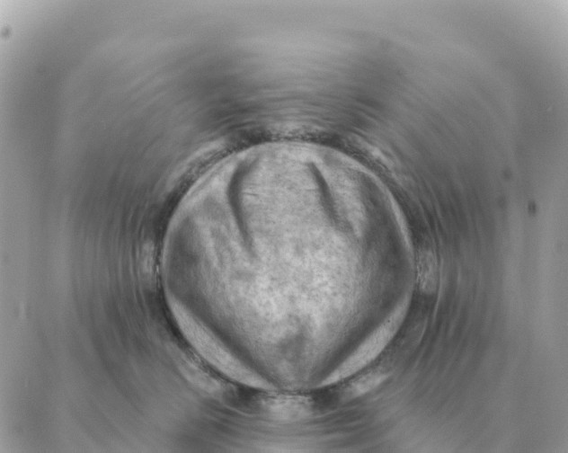 X0000088830670200706281757