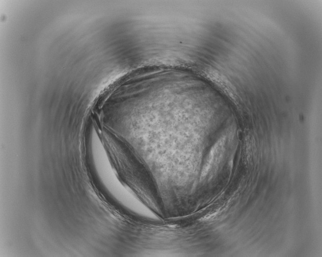 X0000088830680200706281756