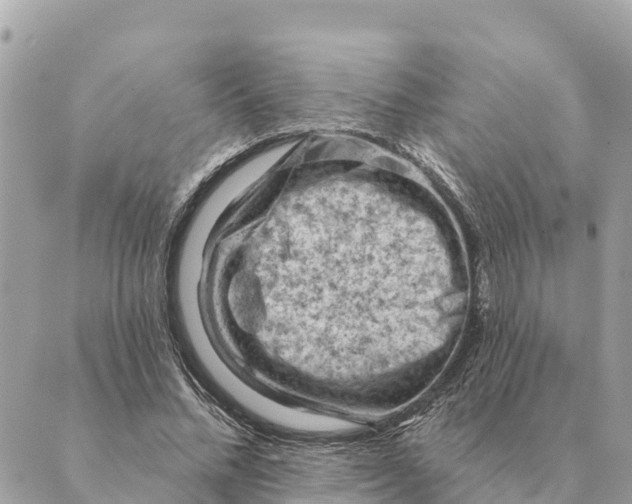 X0000088830684200706281756