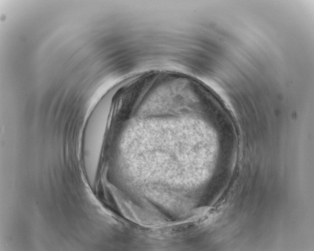 X0000088830815200706281754