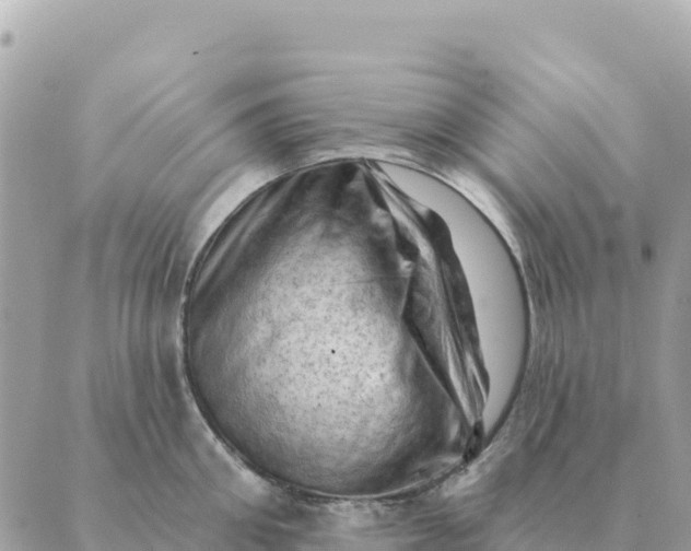 X0000088830906200706281753