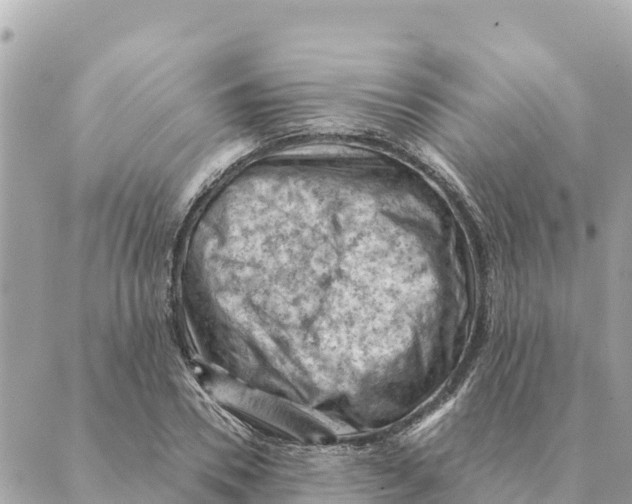 X0000088830930200706281752