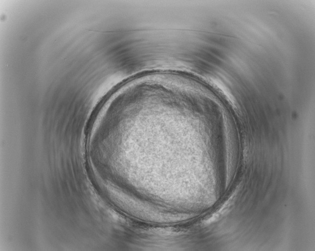 X0000088830990200706281751