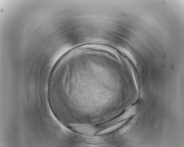 X0000088831007200706281751