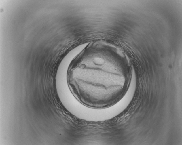 X0000088831010200706281750