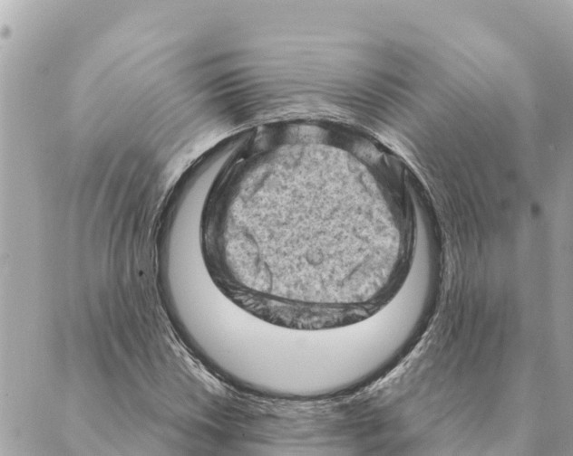 X0000088831018200706281750